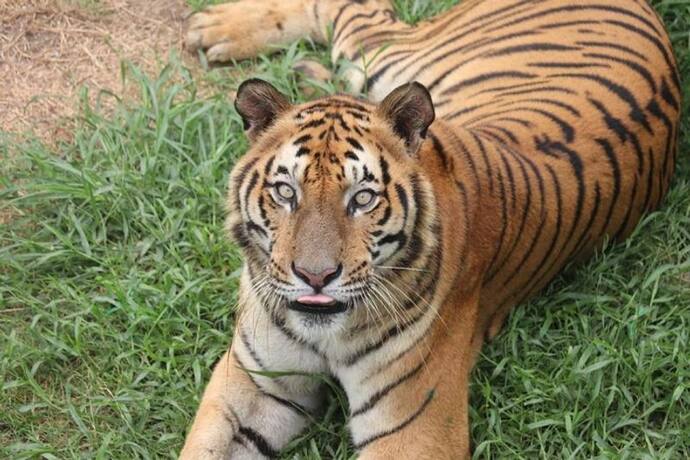 পালিত হচ্ছে International Tiger Day, এক নজরে দেখে নিন দিনটির মাহাত্ম্য