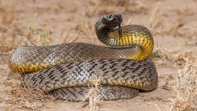 World Snake Day 2022 : दुनिया के 10 सबसे जहरीले सांप, डस लें तो मरना तय 