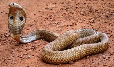 World Snake Day: सोने से भी महंगा बिकता है सांप का जहर, जानें किस सांप का विष है सबसे कीमती