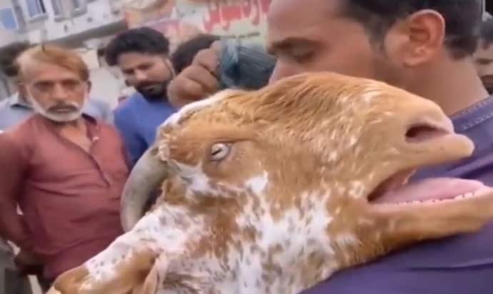 मालिक द्वारा बेचे जाने से दुखी इस बकरी की रूलाई आपकी आंखें भी कर देगी नम, वीडियो में देखिए आगे क्या हुआ 