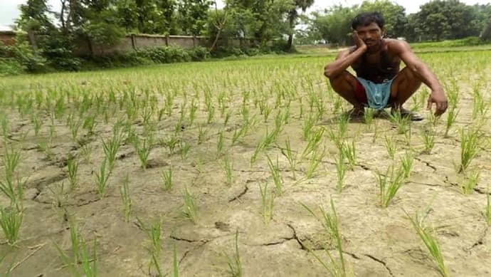 झारखंड में मौसम ने बढ़ाई किसानों की चिंता... मानसून में कम बारिश से अब तक सिर्फ 5.8 फीसदी हुई धानरोपनी