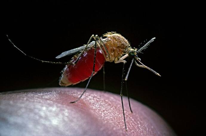अपने वजन से 3 गुना ज्यादा खून पी सकता है.. जानिए किन्हें ज्यादा काटता है मच्छर, ये ब्लड ग्रुप वाले रहें अलर्ट