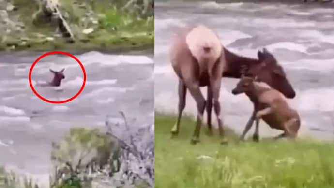 मां से मिलने नदी में उतरा हिरण का बच्चा, तेज बहाव में बहने लगा पर नहीं मानी हार, वायरल हुआ Video