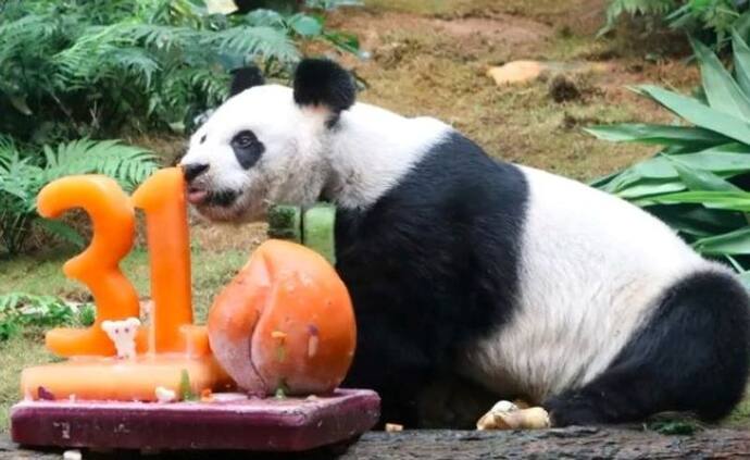 सबसे उम्रदराज पांडा की मौत, जानिए कितने साल जिया और क्याें दी गई उसे इच्छा मृत्यु 