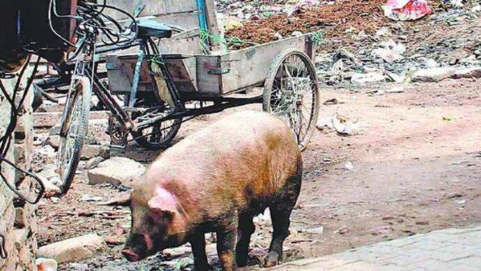  लखनऊ में अफ्रीकन स्वाइन फीवर पर जारी हुआ अलर्ट, सुअरों के मांस की बिक्री समेत इस पर लगा प्रतिबंध