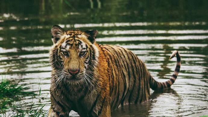 इंटरनेशनल टाइगर डे आज... एशिया में सबसे पहले पलामू में हुई थी बाघों की गिनती, जंगलों में चलता था इनका राज