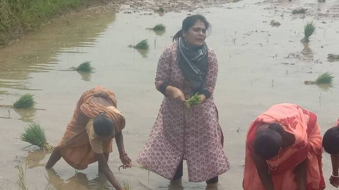   कौन हैं ये महिला IAS अफसर जो खेत में खुद लगा रहीं धान, लोगों को खूब भा रहा अंदाज...देखिए तस्वीरें