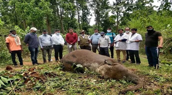 लातेहार जंगल में मृत मिला इलाजरत हाथी, दोनों दांत काट ले गए तस्कर, गांववालों ने वन विभाग पर लगाए ये गंभीर आरोप