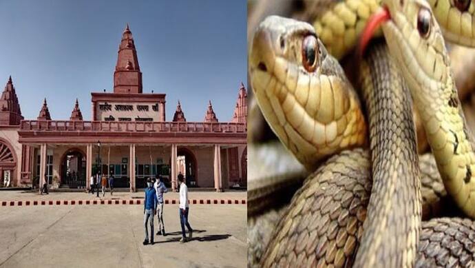 गोरखपुर: चिड़ियाघर के भीतर मात्र 12.50 रुपए में होंगे नाग देवता के दर्शन, नागपंचमी पर योगी सरकार ने की घोषणा