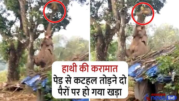 पेड़ पर लगे कटहल तक नहीं पहुंच पा रही थी हाथी की सूंड, देखिए फिर क्या गजब का दिमाग लगाया-VIDEO