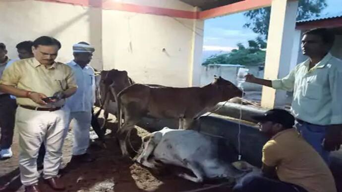 अमरोहा: गोशाला में जहरीला चारा खाने से 60 पशुओं की मौत, सीएम के निर्देश के बाद भी नहीं पहुंचे पशुधन मंत्री