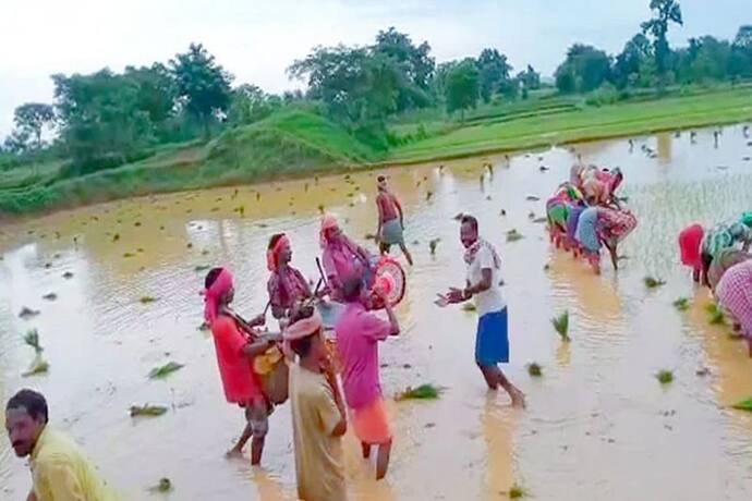 अनोखी परंपरा: झारखंड के इस जिले में किसान पहले देवतों को चढ़ाते हैं शराब, फिर शुरू होती है धान की खेती