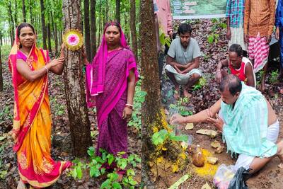 झारखंड में रक्षाबंधन के दूसरे दिन पेड़ों पर क्यों बांधी जाती है राखी, पूजा के दौरान प्रशासन भी रहता है मौजूद