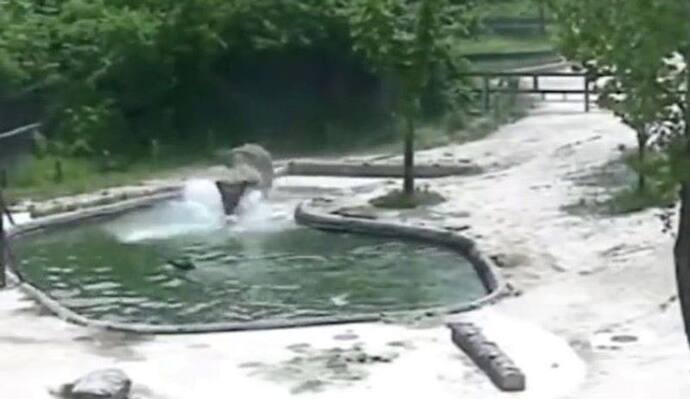 बच्चा पूल में गिरा तो बेचैन हो उठा हाथियों का झुंड.. जो जहां था, वहीं से लगा दी दौड़
