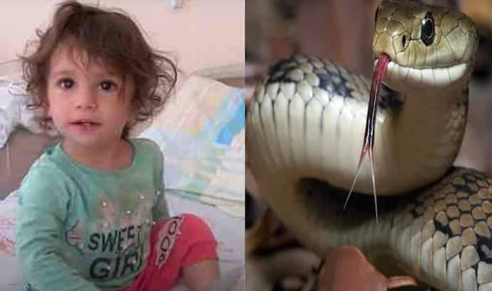 2 साल की बच्ची से जब सांप ने लिया 'पंगा', मुंह में खून देख उड़ गए घरवालों के होश