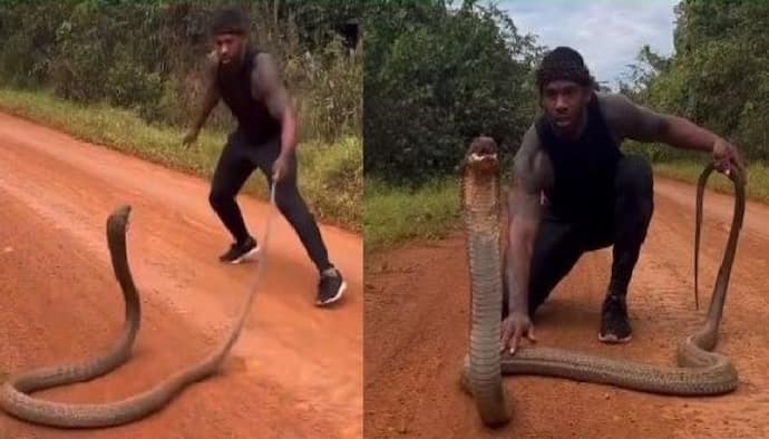 किंग कोबरा से खिलवाड़ कर रहा था युवक, वायरल वीडियो में देखिए क्या हुआ उसके साथ 