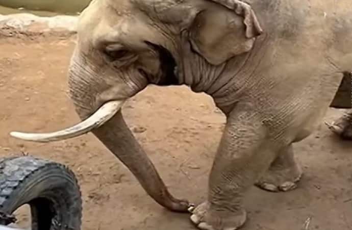 बाड़े में गिर गया बच्चे का जूता.. वीडियो में देखिए हाथी ने क्या किया उसके साथ, यूजर्स बोले- जंगल में छोड़ दो 