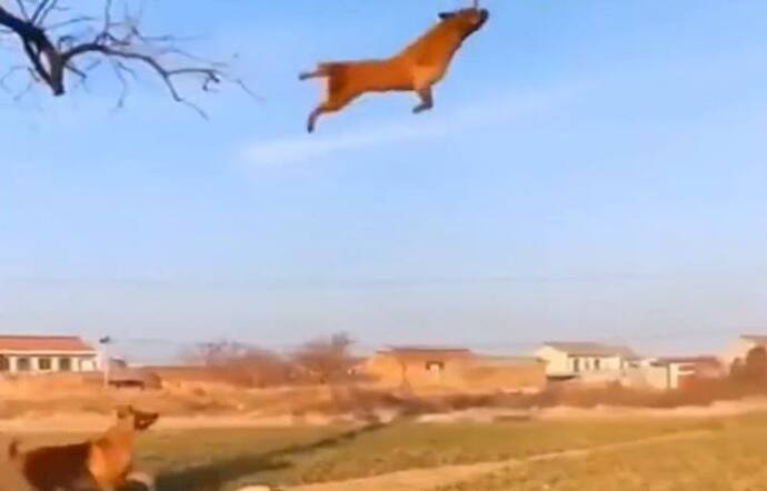 OMG! आंखों पर नहीं होगा यकीन.. कभी देखे हैं उड़ने वाले कुत्ते? इंटरनेट पर मचा रहे तहलका 