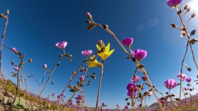 Atacama Rare Flower Bloom