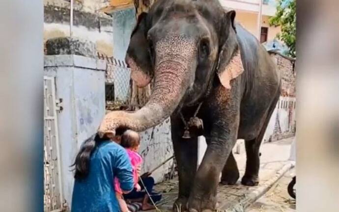 गणेश चतुर्थी पर गोद में बच्चे को लिए मां ने हाथी से मांगा आशीर्वाद.. फिर जो हुआ वो आपको भावुक कर देगा 