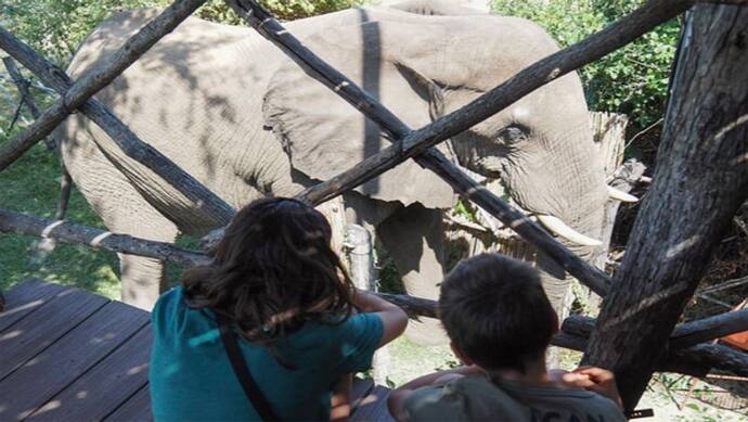जयपुर में कचोरी खाने के बाद हाथी को आ गया गुस्सा..खिलाने वाला की जो हालत करी.... देखकर सहमे लोग