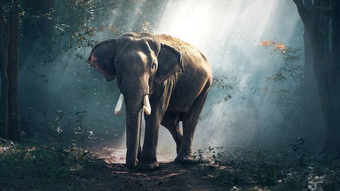 Mahalaxmi Vrat 2022: अर्जुन स्वर्ग से क्यों लेकर आए देवराज इंद्र का हाथी, क्या है ये पूरी कथा?