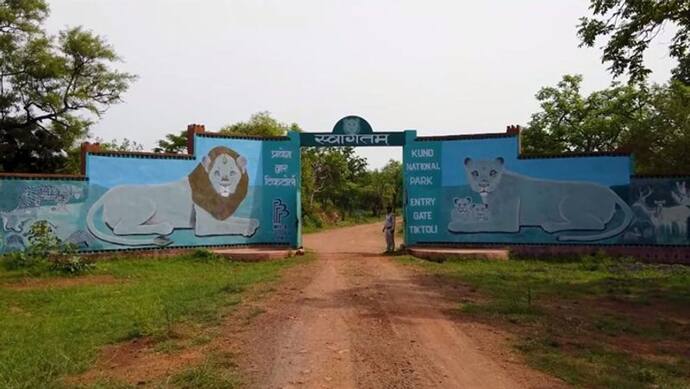 कूनो नेशनल पार्क को जानिए: 750 स्क्वायर किमी में फैले 123 प्रजातियों के पेड़ों के बीच दहाड़ेंगे 8 अफ्रीकी चीते