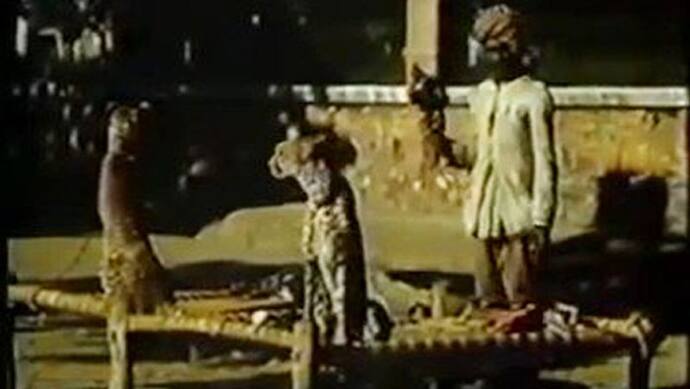वायरल है 1939 का Video: देखिए कैसे शिकार के लिए पालतू बना लिए जाते थे चीते, 1947 में खत्म हो गए थे