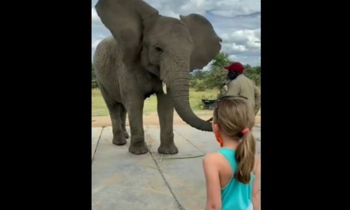 हाथी ने कान फड़फड़ाते हुए किया छोटी बच्ची के डांस की नकल, वीडियो देखिए और बताइए किसने अच्छा किया  