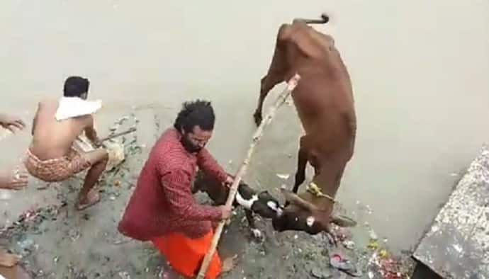 पिटबुल ने गाय पर किया हमला, लोग पीटते रहे फिर भी डॉग ने नहीं छोड़ा-देखें वीडियो