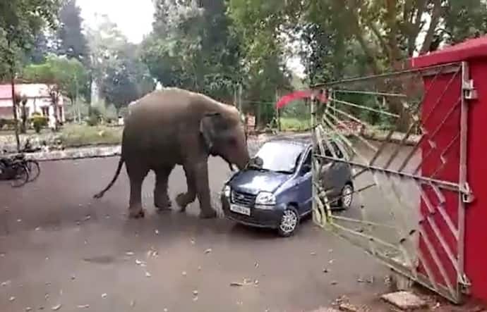 घर के बाहर खड़ी कार को हाथी खिलौना समझकर लगा चलाने, पूरा चक्कर कटवाने के बाद देखिए अंत में क्या हुआ 