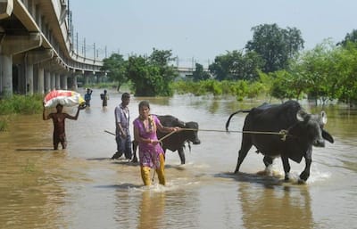 इंसान से लेकर जानवर तक दिल्ली की इस बाढ़ ने सबको किया तबाह, 10 फोटो में देखिए कैसे डूबा गरीबों का आशियाना 
