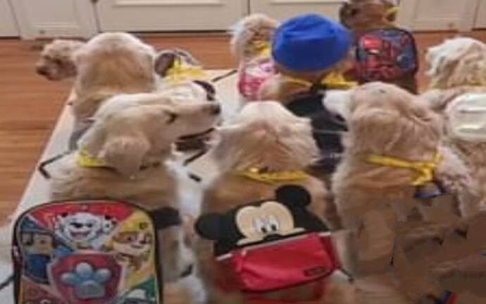 ये कुत्ते साधारण नहीं! रोज बैग टांगकर जाते हैं स्कूल, इनकी तैयारी और बस का वेट दोनों अद्भुत है