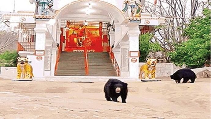 8 साल से यहां देवी मां का दर्शन करने आते हैं भालू, 150 सालों से आकर्षण का केंद्र है ये मंदिर 