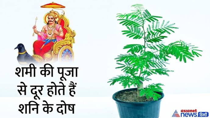 Shami Puja 2022: दशहरे पर क्यों की जाती है शमी वृक्ष की पूजा? जानें मुहूर्त, विधि व उपाय