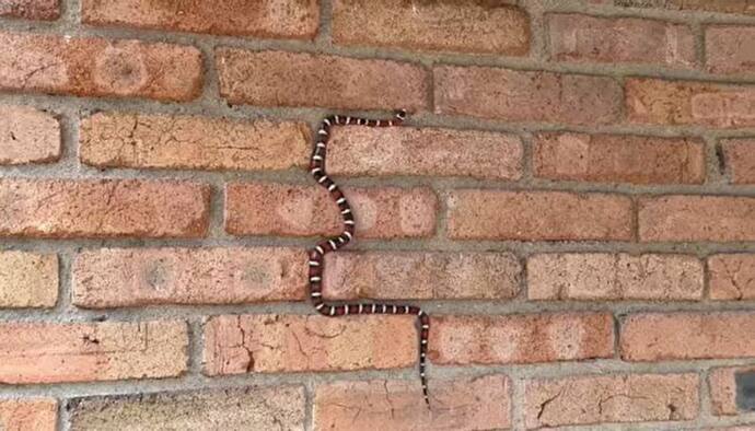 दीवार पर चढ़ रहा था सांप, यूजर बोला- नोकिया मोबाइल के गेम की याद आ गई, जानिए इस Snake से जुड़ी खास बात