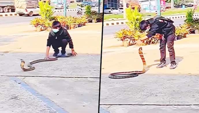 लड़के ने हाथ से पकड़ लिया किंग कोबरा को, वीडियो में देखिए कौन किस पर पड़ा भारी
