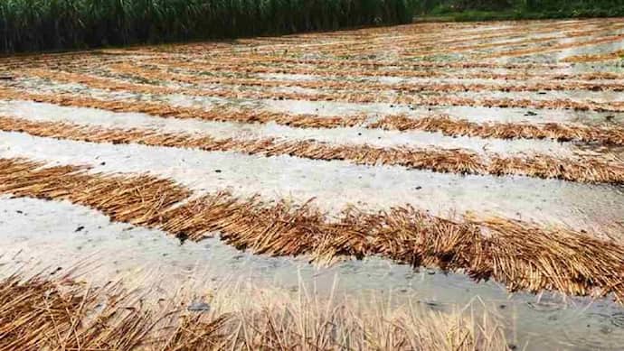 राजस्थान में कल से भारी बरसात का अलर्ट, पांच दिन झमाझम होगी बारिश, चेतावनी ने बढ़ाई किसानों की चिंता