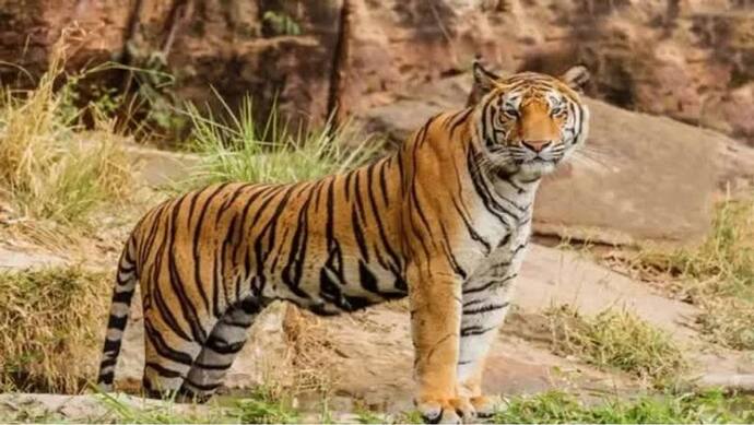 भोपाल: मैनिट में फिर से मिले बाघ के फुटप्रिंट्स, यूजी के छात्रों की छुट्टी, हॉस्टल के छात्रों में दहशत 