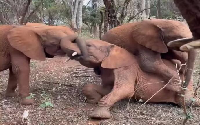 हाथी के 3 बच्चे खेलते हुए अचानक करने लगे पटका-पटकी, एक पर हावी हो गए दो.. वीडियो में देखिए फिर क्या हुआ 