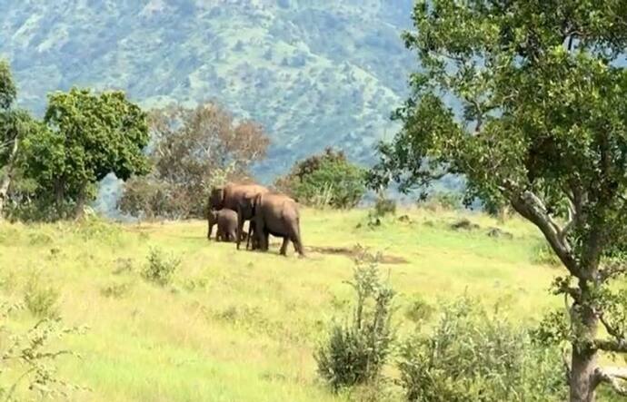 मानसून का स्वागत करने हाथियों का एक परिवार जंगल में खास दिशा में चल पड़ा, वीडियो देखिए.. अद्भुत है ये नजारा 