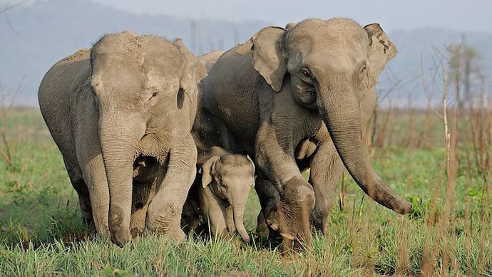 बेबी एलीफैंट को मारकर दफनाने वाले 12 लोग गिरफ्तार, इलाके को हाथी विहीन करने की खाई थी कसम