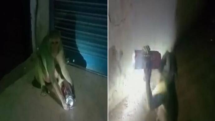 रायबरेली का दारूबाज बंदर का वीडियो हुआ वायरल, लोगों से जबरदस्ती बोतलें छीनकर पीता है शराब