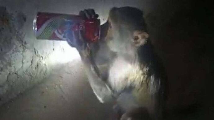 ये है यूपी का टल्ली बंदर, लोगों की बीयर की बोतल  छीनकर गटागट पी जाता है पूरी शराब