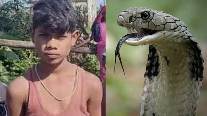 Chhattisgarh Jashpur district Cobra died after 8 year old boy bites
