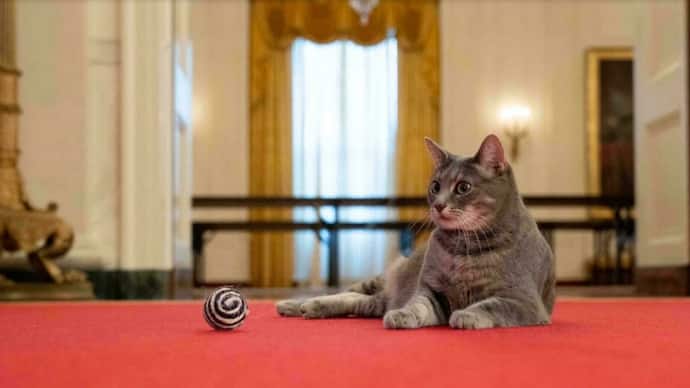 first cat to join Bidens in White House
