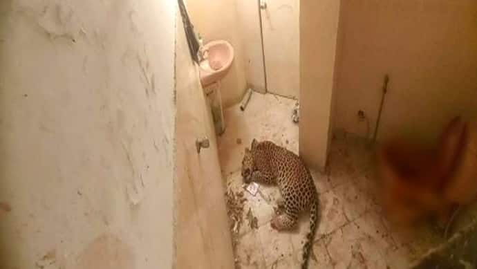 जयपुर से सनसनीखेज घटनाः फार्म हाउस के टॉयलेट में बैठा हुआ था पैंथर, उसके बाद जो हुआ वह हैरान कर देगा...
