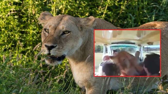 जंगल सफारी कर रहे लोगों की गाड़ी में घुसी शेरनी, आगे जो हुआ उसपर यकीन करना मुश्किल