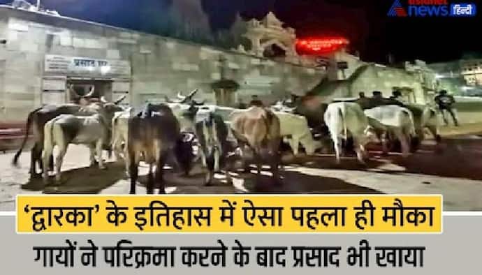 25 गाय के लिए आधी रात को खुला द्वारका मंदिर, मन्नत पूरी हुई तो गायों के साथ 450 KM पैदल दर्शन करने आया मालिक