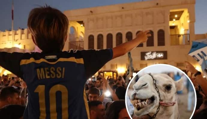 FIFA World Cup 2022: कतर में फुटबॉल फैंस को कैमल फ्लू का खतरा? जानें कैसे फैलती है यह खतरनाक बीमारी